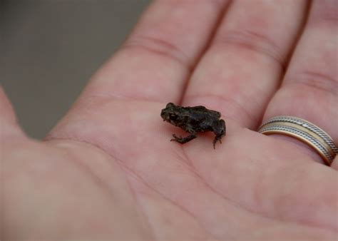 Baby Toad Tiny Macro Close · Free Photo On Pixabay