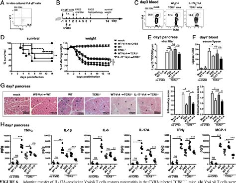 PDF Pathogenic Role of an IL 23 γδT17 Neutrophil Axis in