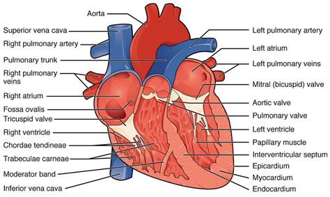 In which chamber of heart is oxygenated and deoxygenated blood found?