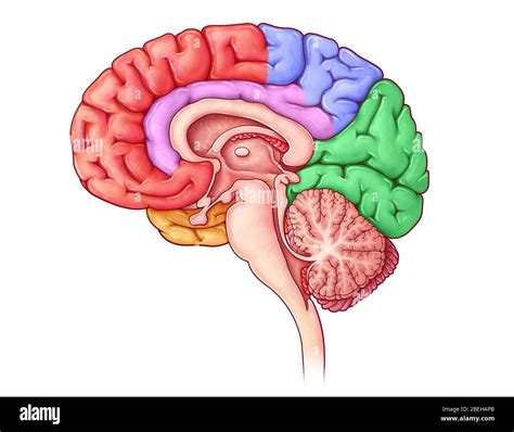 Lóbulos Del Cerebro Vista Sagital Fotografía De Stock Alamy