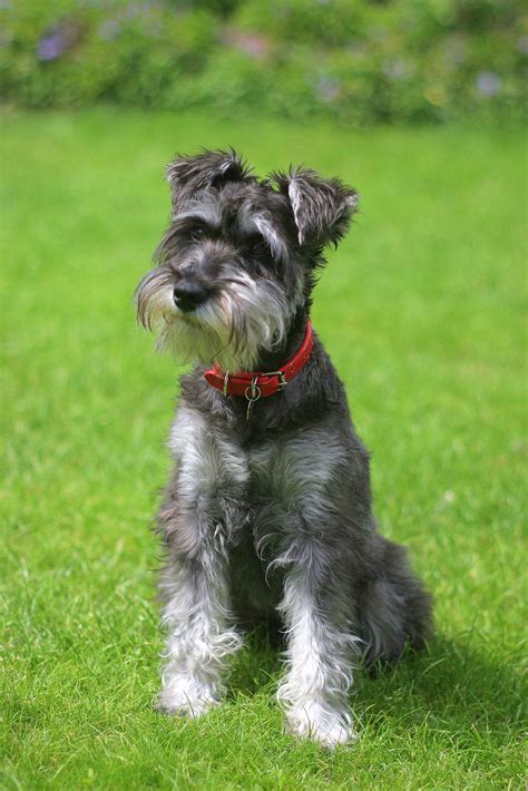 Our Miniature Schnauzer | Miniature schnauzer, Miniature schnauzer puppies, Schnauzer grooming