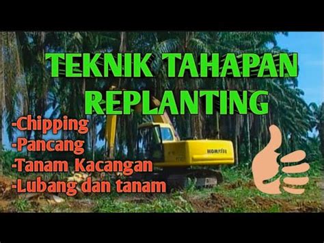 Teknik Tahapan Replanting Chipping Penanaman Kembali Kelapa Sawit