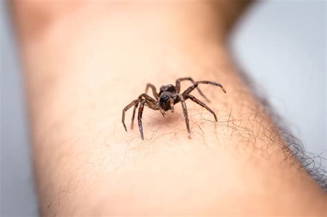 Tipos De Picaduras De Insectos Clinica Gran Alacant