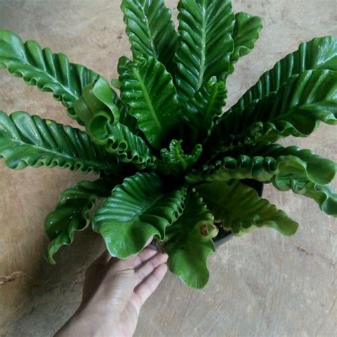 Jual Tanaman Hias Kadaka Lasagna Aaplenium Pohon Hias Lasagna Asplenium