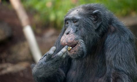 Female Chimps Do More Hunting With Tools The Epoch Times