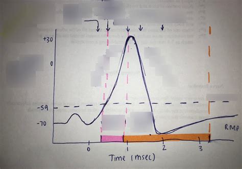 Action Potential Diagram Diagram Quizlet