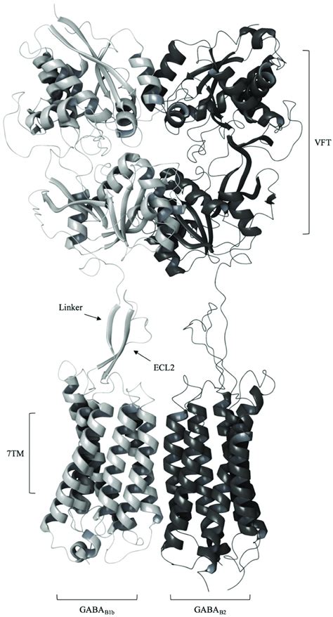 A Schematic Representation Of The Gaba Type B Receptor Gaba B R