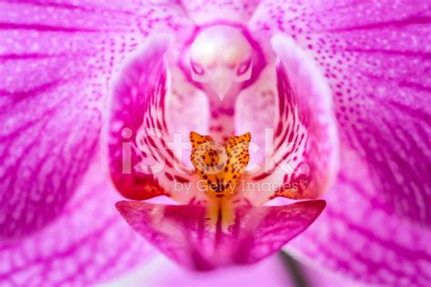 Macro Orchid Stock Photo | Royalty-Free | FreeImages