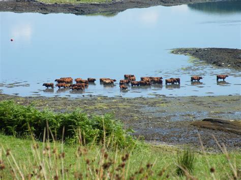 Luing cattle cooling in the sea. A distinctive breed of red cattle was ...