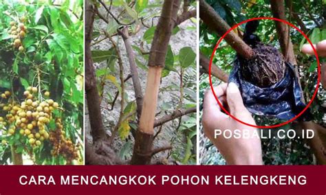 Cara Mencangkok Pohon Kelengkeng Panduan Lengkap