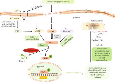 Antioxidant Mechanism In The Regulation Of The Nrf Signaling Pathway