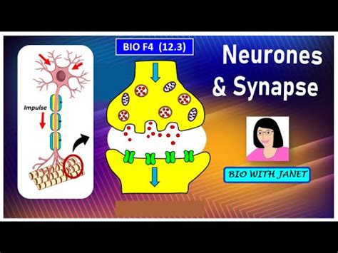 SPM BIOLOGY FORM 4 CHAPTER 12 (12.3 ) NEURONES & SYNAPSE I SENSORY NEURONE, MOTOR NEURONE ...