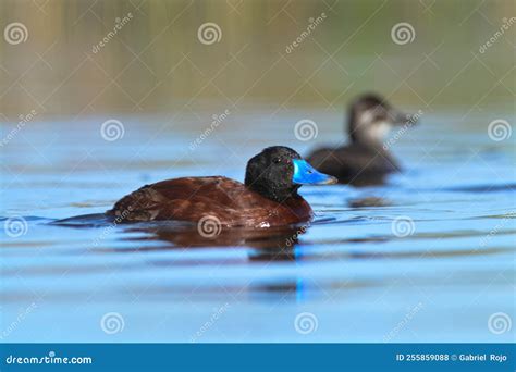 Lake Duck In Pampas Lagoon Environment Stock Photo Image Of Appeal