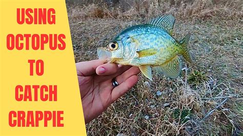 Using Octopus To Catch Crappie From The Bank Youtube