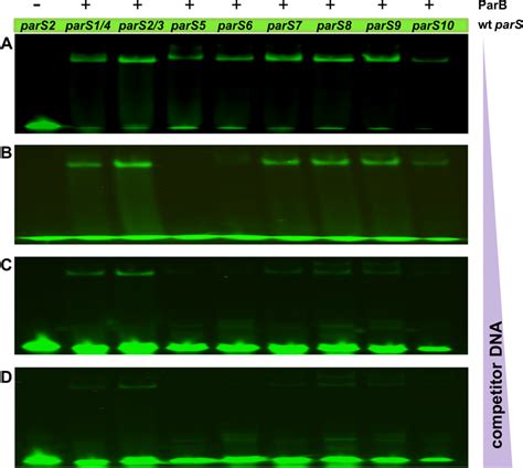 The Hierarchy Of Parb Binding To Pars Sequences Fluorescently Labelled