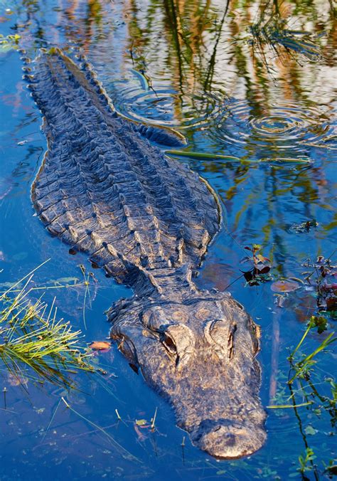 Alligator Fatal Attacks And Encounters With Humans Historical Data And