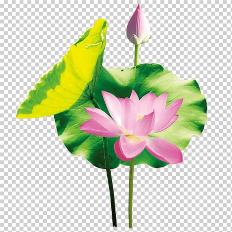 China Nelumbo Nucifera Efecto Loto Loto Pintura De Acuarela Planta