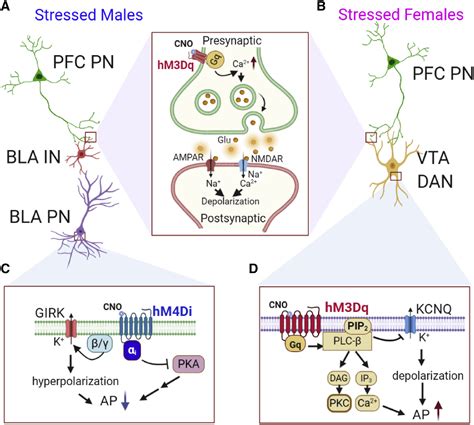 Neural Circuits And Activity Dynamics Underlying Sex Specific Effects