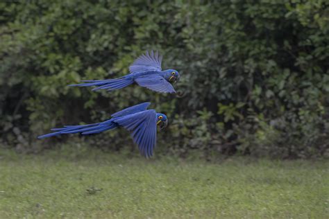 Hyacinth Macaw - WildArk