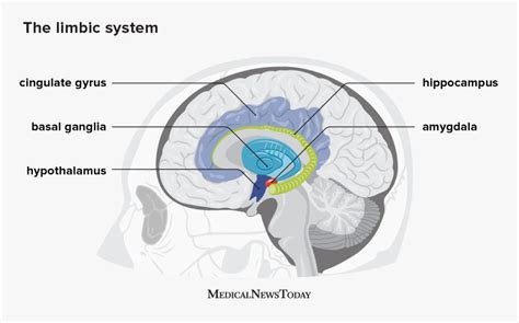 The Limbic System Location Anatomy And Function