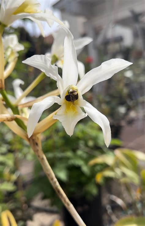 Laelia Schomburgkia Superbiens Alba Orchid Board Most Complete