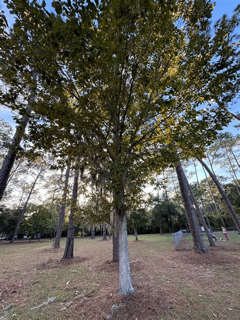 Swamp Chestnut Oak Overall Quercus Michauxii Bottomland Flickr