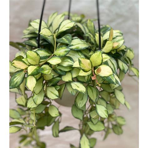 Hoya Heuschkeliana Variegata In Hanging Pot Thegreenstack