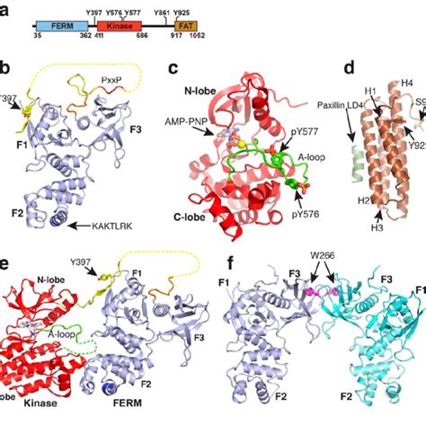 Structures Of Fak Domains A Schematic Domain Structure Of Fak Download Scientific Diagram