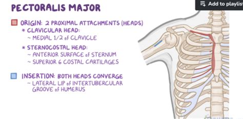 Anatomy Of The Pectoral And Scapular Regions Flashcards Quizlet