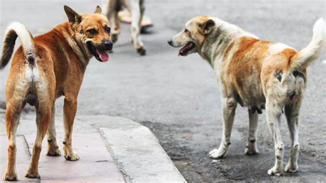 En Pandemia Se Logró Cifra Récord De Adopción De Perros Callejeros En