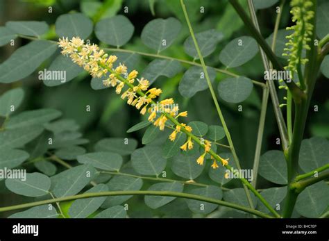 Sandalwood Flower