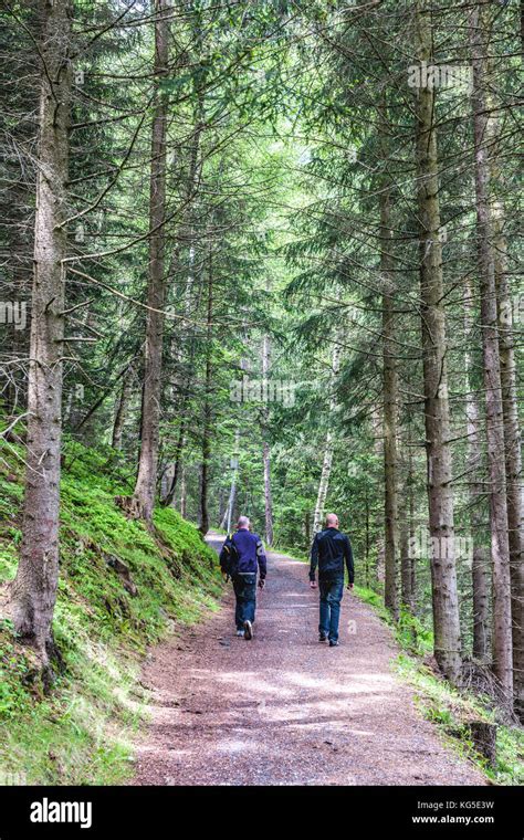 Two Men Walking Through A Pine Forest Hi Res Stock Photography And