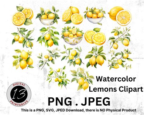 Watercolor Lemon Clipart Lemon Twig Clipart Lemon Bowl Png Watercolor Lemon Png Sublimation