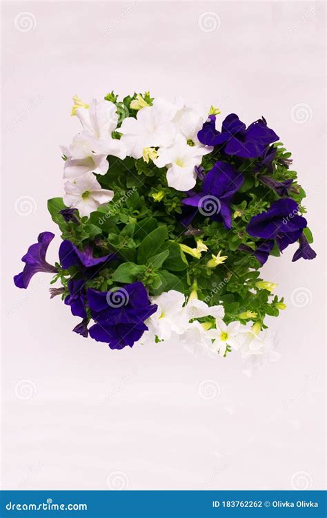 Bouquet of Petunia Flowers on a White Background. View from the Top ...