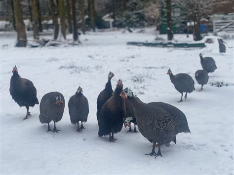 How To Sex Guinea Fowl A Lesson In Guinea Fowl Sexing