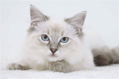 Blue Point Ragdoll Cat: Info, Facts, Traits & More (With Pictures)