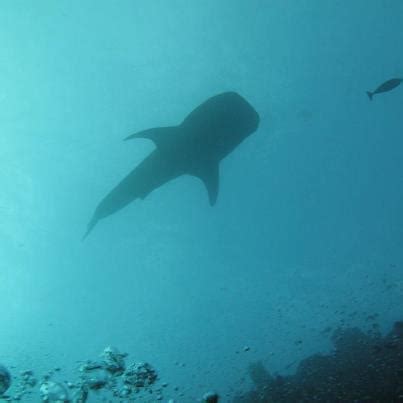 Diving In Bunaken This Week With A Whale Shark Two Fish Divers Blog