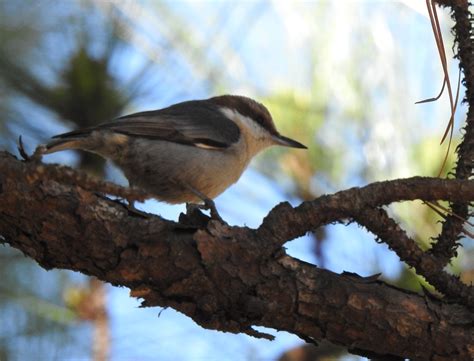 Sitta PusillaDFL La20 1 Brown Headed Nuthatch Flickr