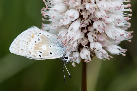 Butterfly On Bistort Photo By Jacob W Frank Rocky Mountain