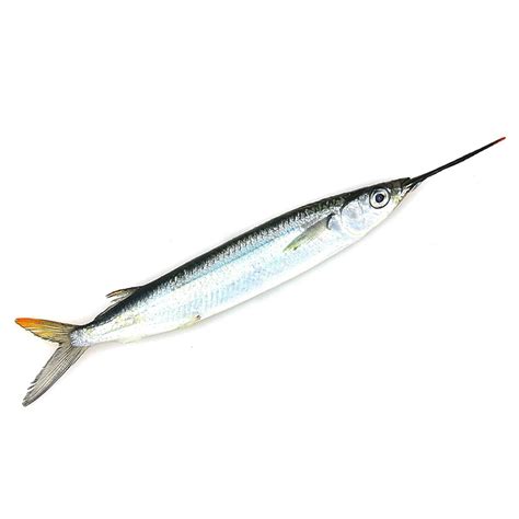 19 Fun Facts About Rottweilers - Facts.net