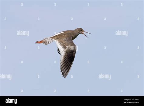 Common Redshank Tringa Totanus Adult Breeding Feather In Flight