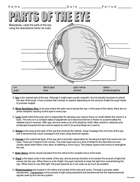 Parts Of The Eye Summaries Anatomy Docsity Worksheets Library