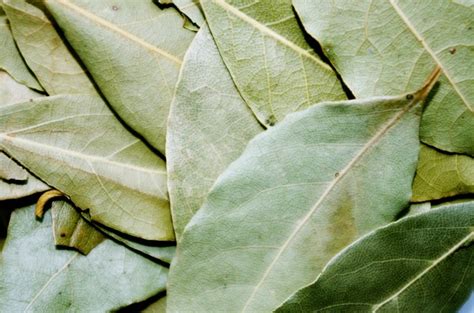 Bay Leaf Plants How To Grow And Care For Bay Laurel