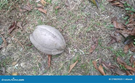 Abandoned Tree Stump On Grassy Ground Stock Image Image Of Rock