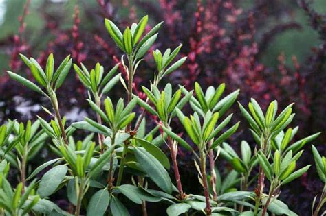 How To Propagate Rhododendron From Cuttings Farmhouse And Blooms