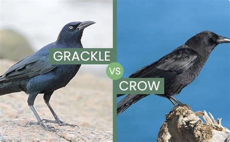 Grackle Vs Crow Compared How Different Or Similar Are They