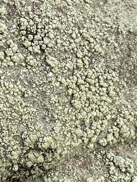 Common Lichens From Keel Mt Nature Preserve Madison County Al Usa