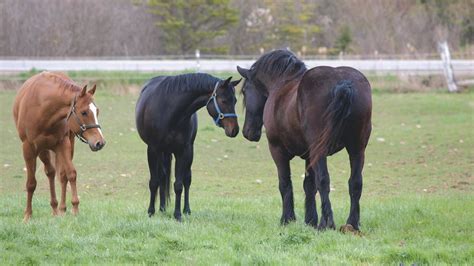 Care of the Older Horse | Older horses, Senior horse, Horses