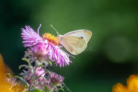 White butterfly garden stock photo. Image of cabbage - 159606654