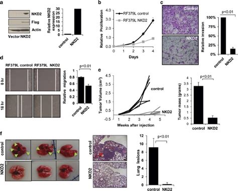 NKD2 A Negative Regulator Of Wnt Signaling Suppresses Tumor Growth